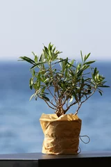 Fotobehang Olijfboom kleine olijfboom in een pot