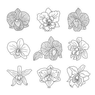 orchid flowers . Vector illustration.