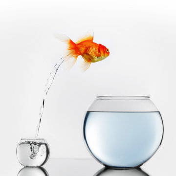 Gold fish jumping to big fishbowl