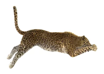 Tuinposter Leopard © photosvac