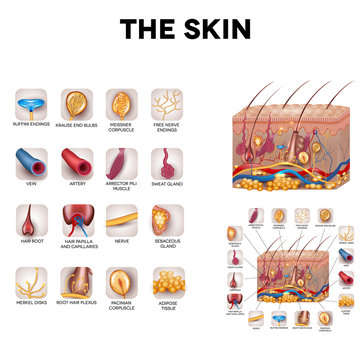 Skin anatomy, detailed illustration. Beautiful bright colors.