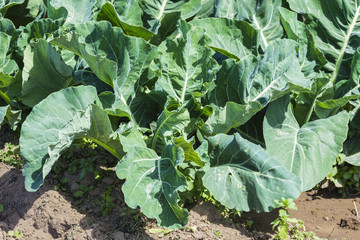 Naklejka premium Topview of cabbage in a field