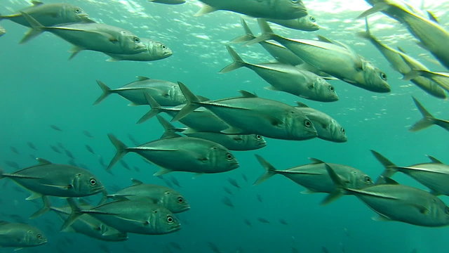Shoal of jack fish in tulemben in Bali, Indonesia