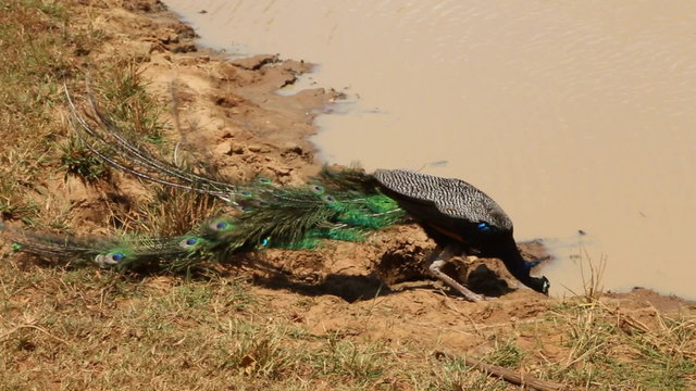 The view of a peacock in Yala National Park, Sri Lanka.
