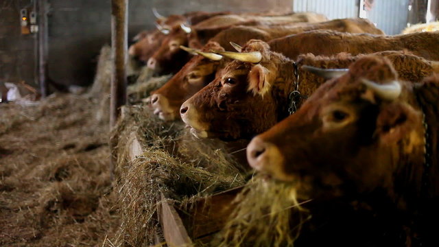 cow eating