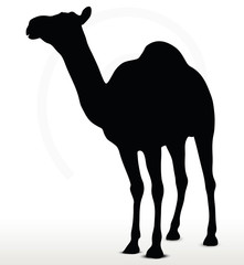 camel in default pose