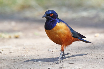 Superb starling at the ground