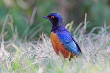 Superb starling on the grass