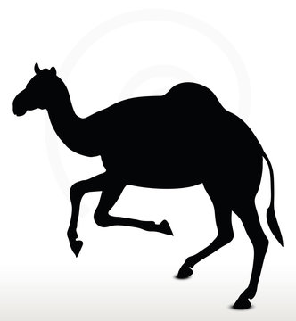 camel in Running pose