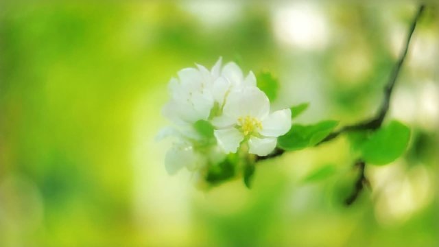 Apple flowers wiggling under the wind