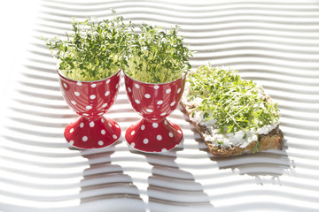 fresh cress  in egg cup 