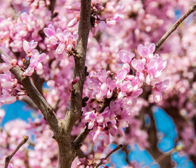Tree with pink flowers