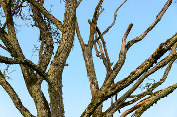 Baum mit toten Ästen