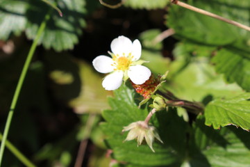 erdbeerblüte
