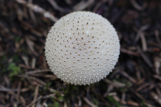 pilz bovist
