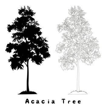 Acacia tree silhouette, contours and inscriptions