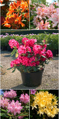 Sale of rhododendrons