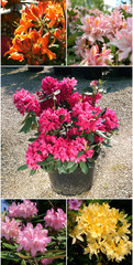 Sale of rhododendrons
