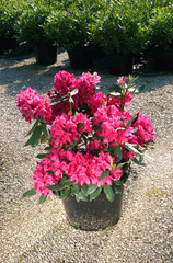 Rhododendron in a pot
