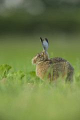 Lepus europaeus - European brown hare