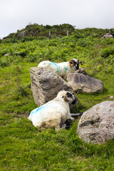 sheep in rocks