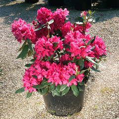 Rhododendron in a pot