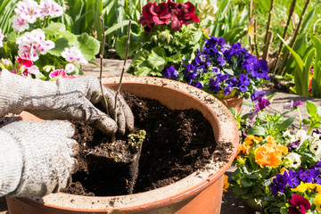 Blumen pflanzen