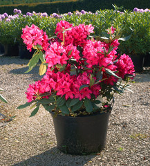 Rhododendron in the pot