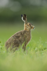 Lepus europaeus - European brown hare