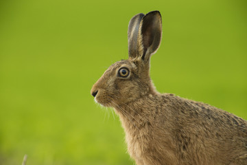 Lepus europaeus - European brown hare