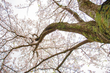 さくらの樹