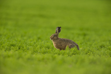 Lepus europaeus - European brown hare