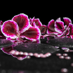 beautiful spa background of blooming dark purple geranium flower