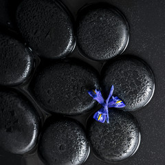 beautiful spa concept top down of iris flower and black zen ston