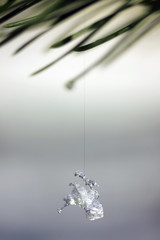 Melting ice on pine branch.