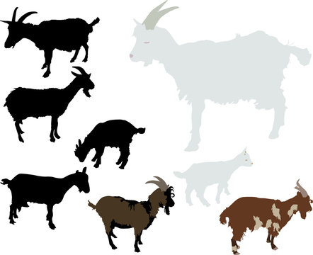 goats vector silhouette