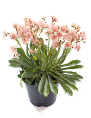 lewisia flowers