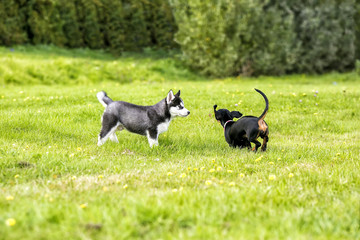 Obraz na płótnie Canvas Puppies husky and taxes play on the grass.