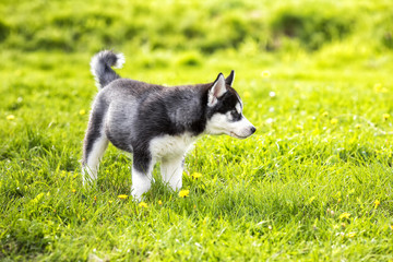 The Laika puppy on the grass