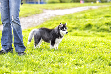 Fototapeta premium Puppy husky at the feet of the master