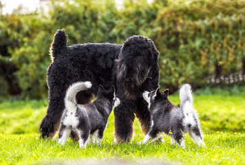 The husky puppies get acquainted with big dog