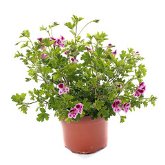 pelargonium crispum