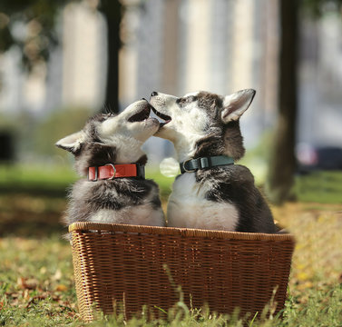 Two husky puppy playing in the basket