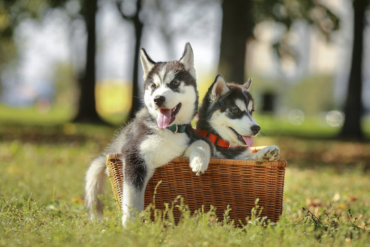 Two husky puppy in a basket