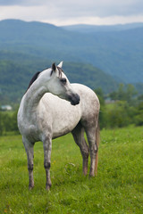  gray horse to stand on a green meadow against mountains