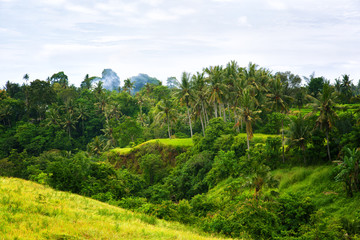 Fototapeta na wymiar tropical jungle on the island of Bali, Indonesia