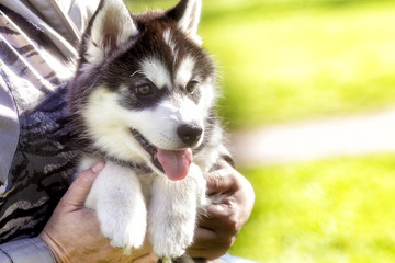 husky puppy with his tongue hanging out. closeup