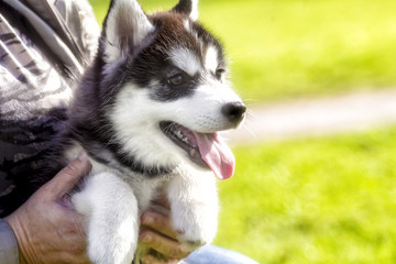 husky puppy with his tongue hanging out looking . closeup