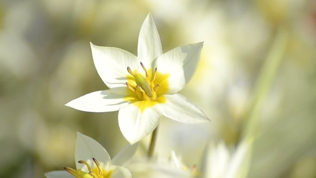 Tulpen