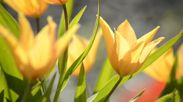 Tulpen im Fr&uuml;hling